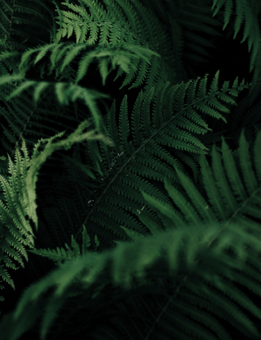 Terra Grande mobile about banner